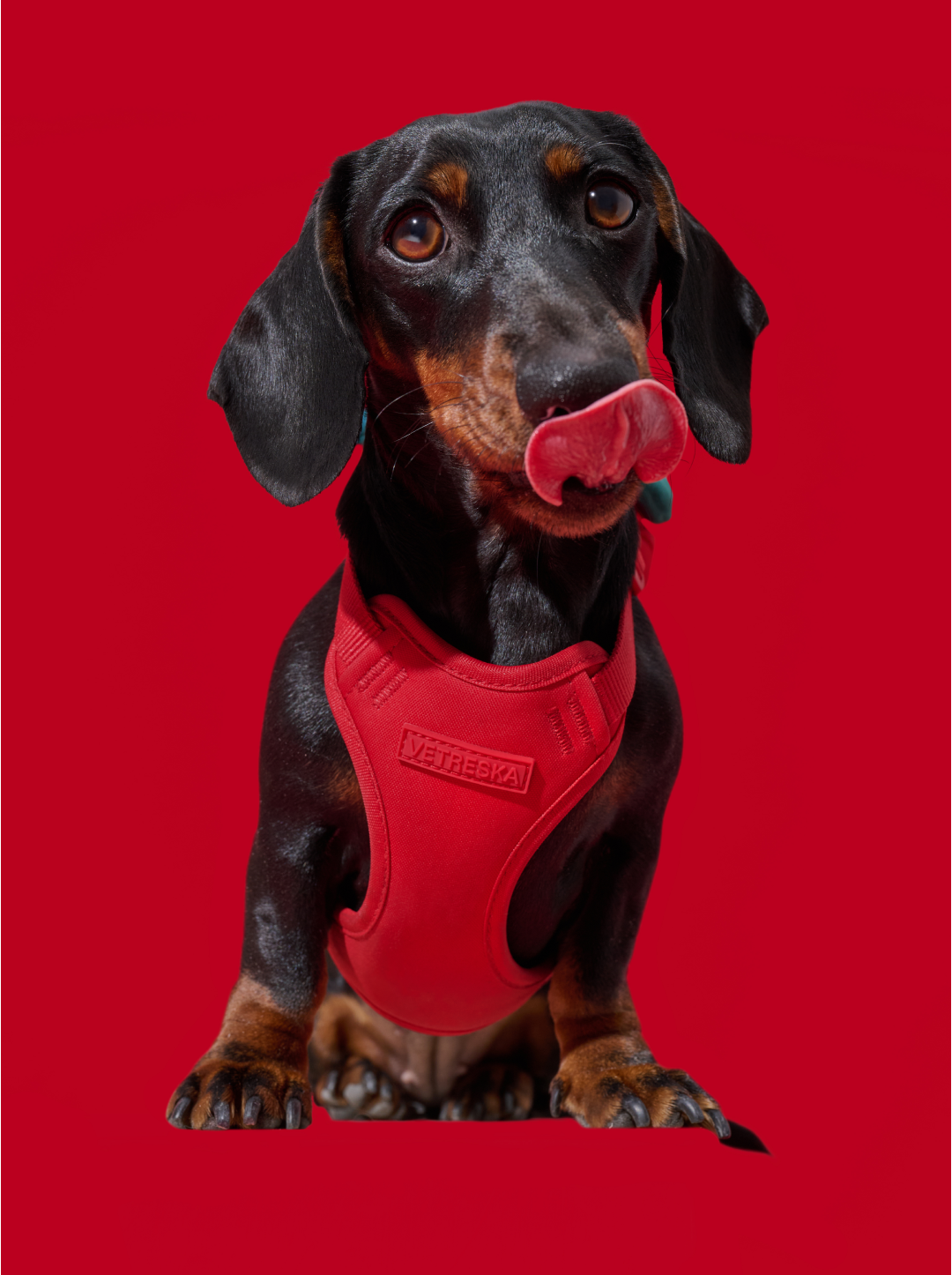 Strawberry Pet Backpack, Harness & Leash Set
