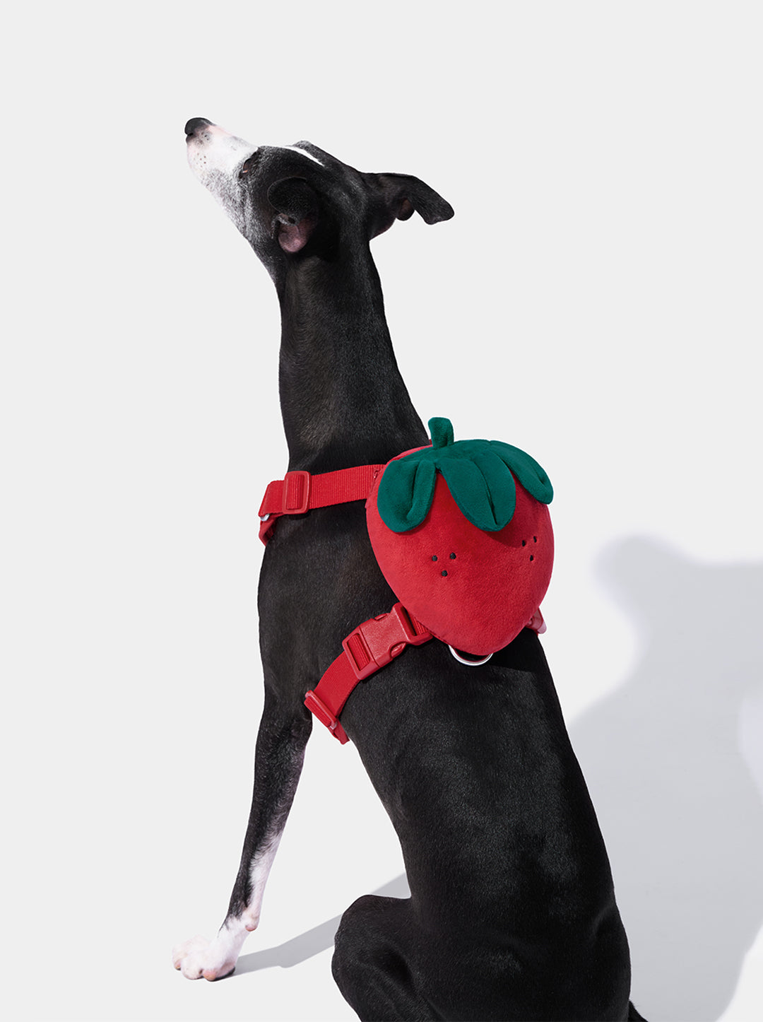 Strawberry Pet Backpack, Harness & Leash Set