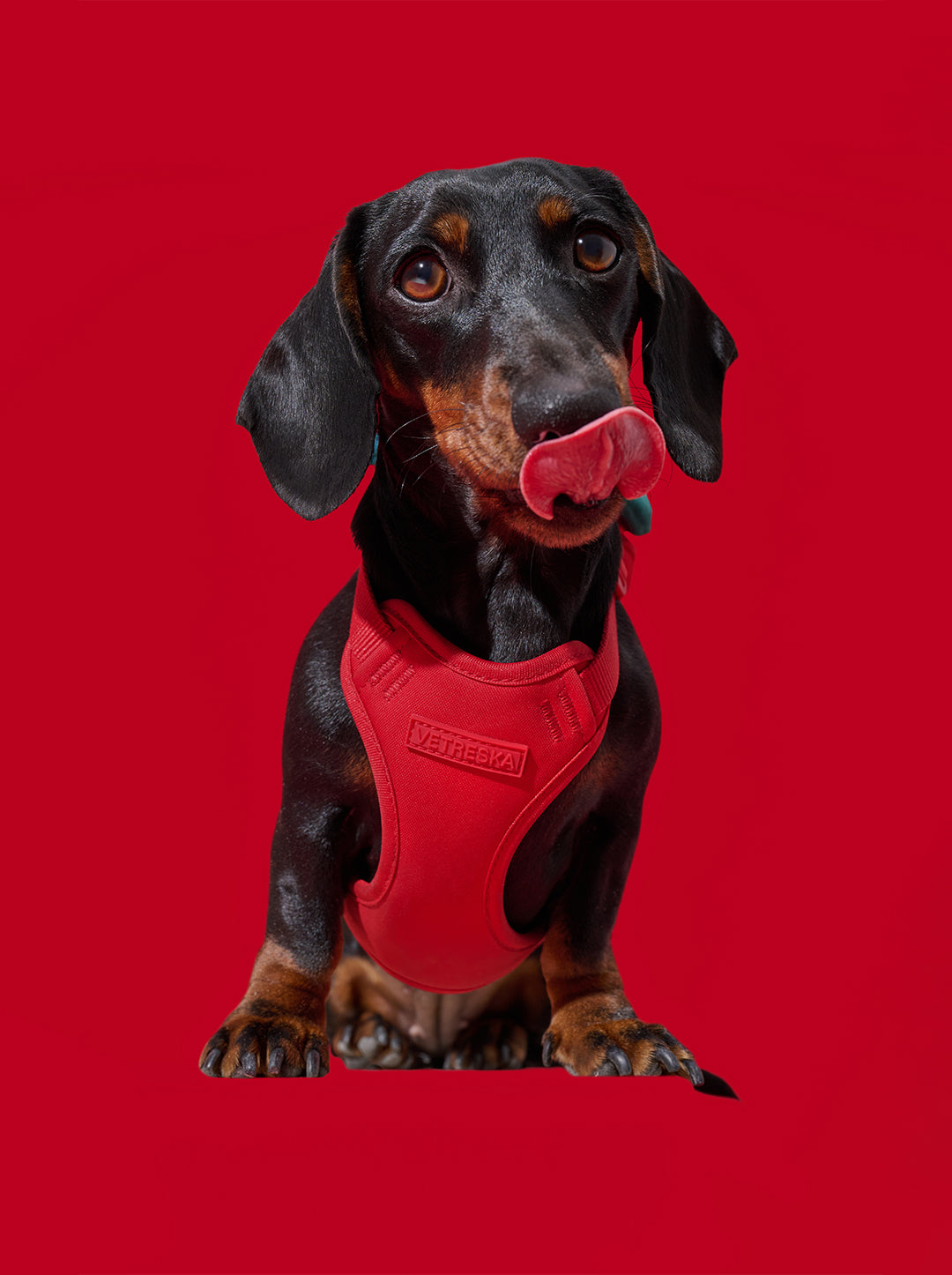 Strawberry Pet Backpack, Harness & Leash Set