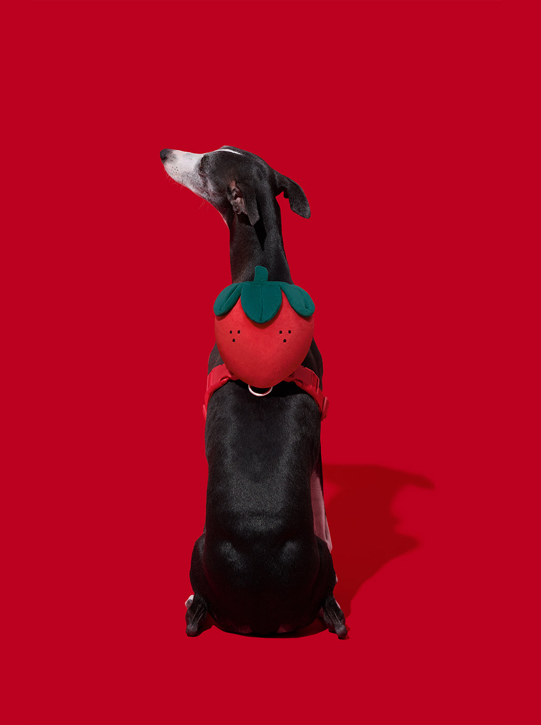 Strawberry Pet Backpack, Harness & Leash Set