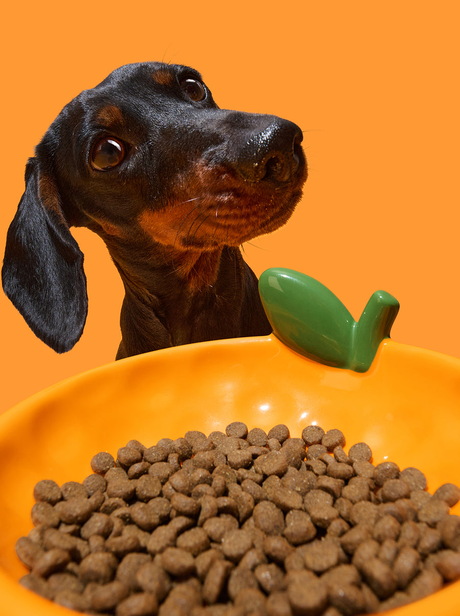 Tangerine Ceramic Pet Bowl