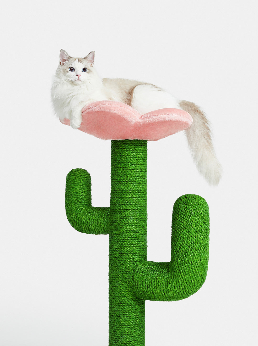 Cactus scratching post hotsell