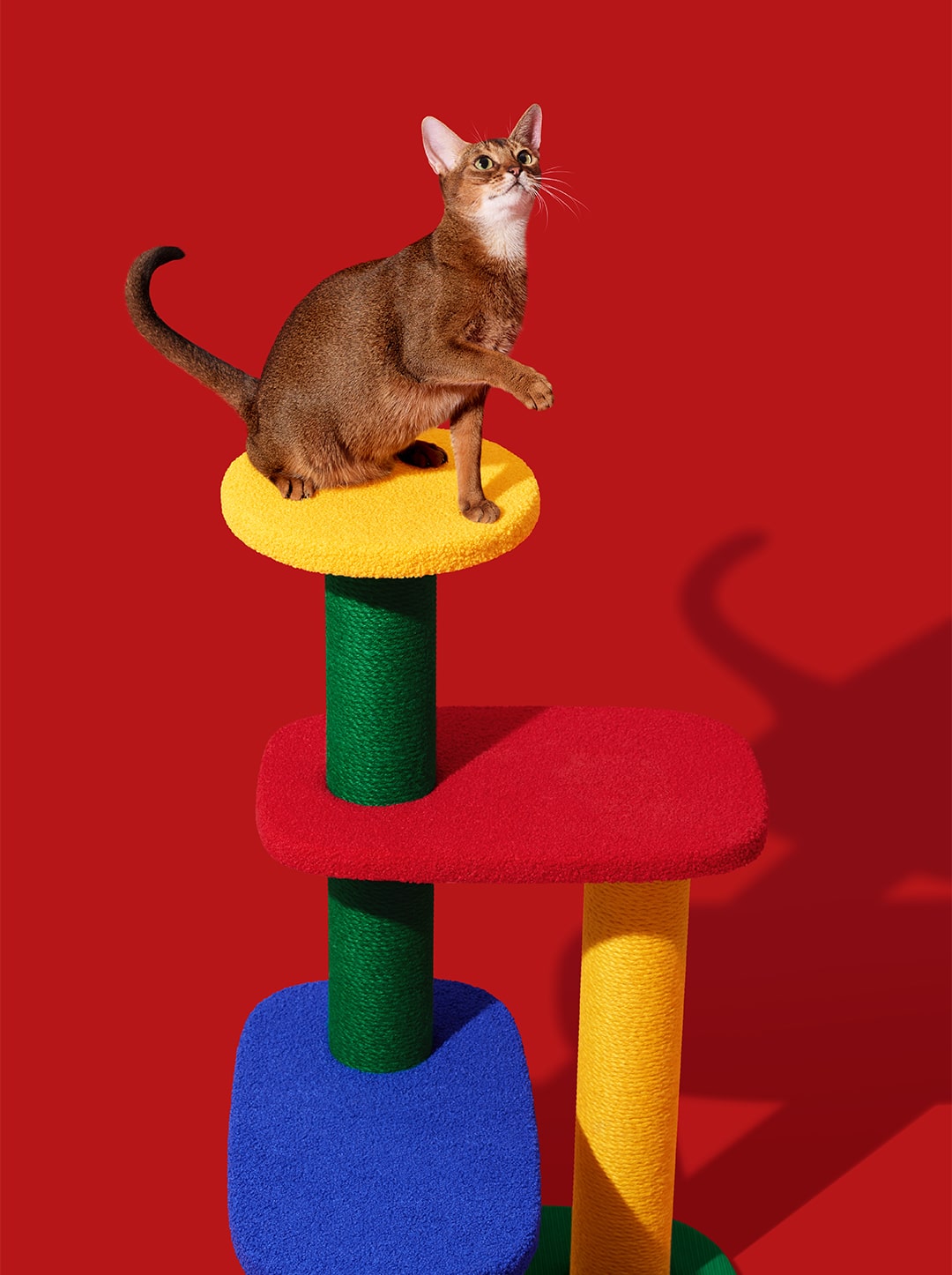 Chroma Cat Climber