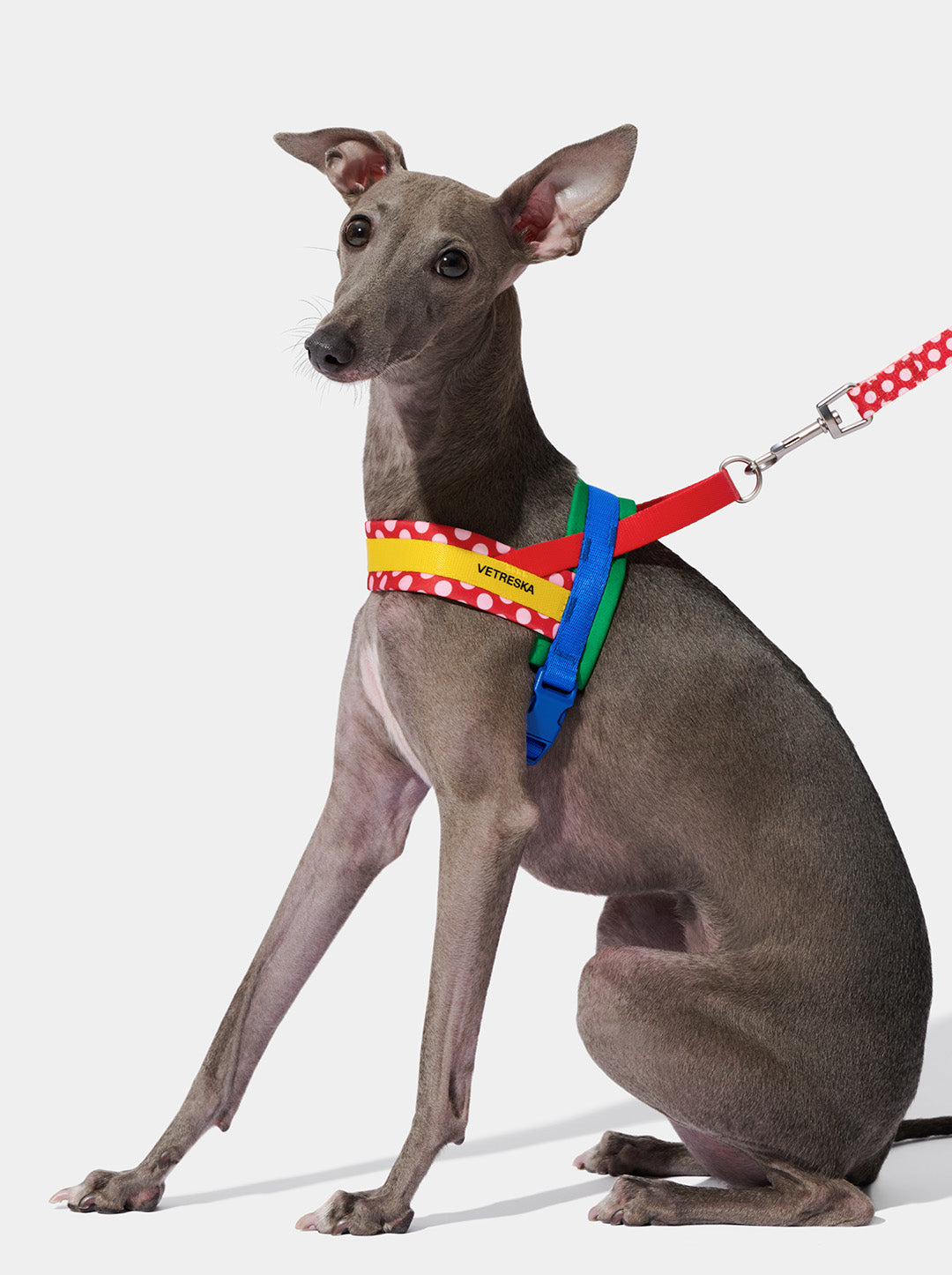 Chroma Pet Harness & Leash Set