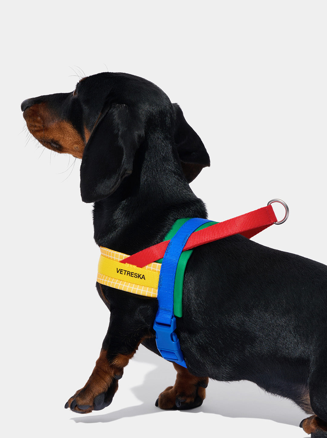 Chroma Pet Harness & Leash Set 