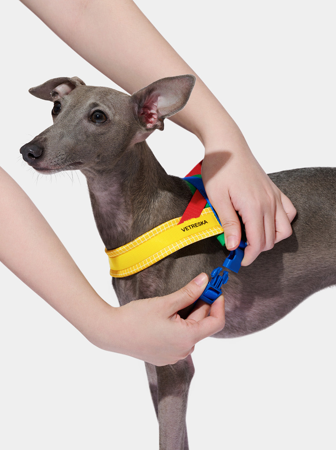 Chroma Pet Harness & Leash Set (Yellow)