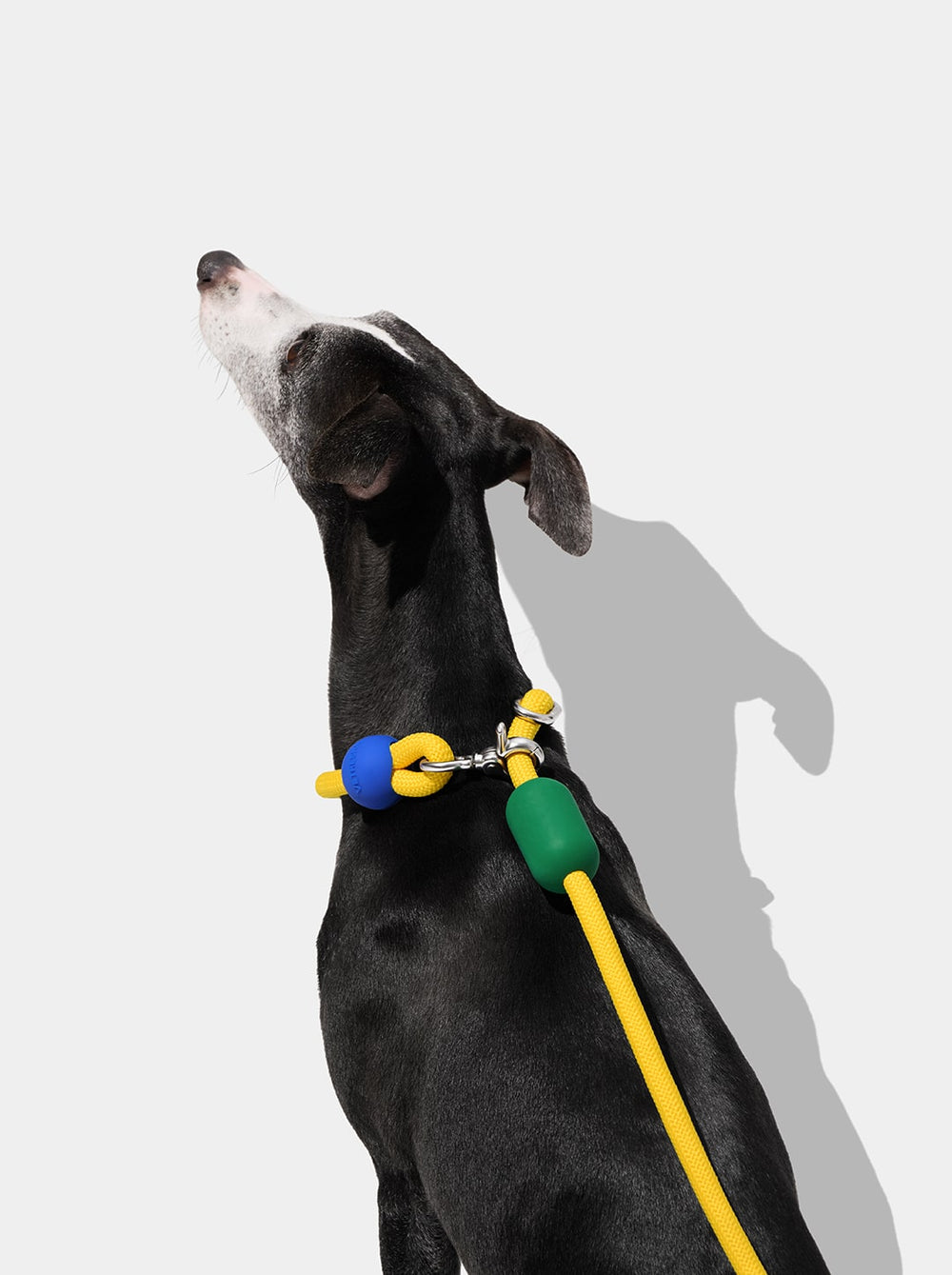 Connect Hands-Free Rope Leash For Pets - Chroma