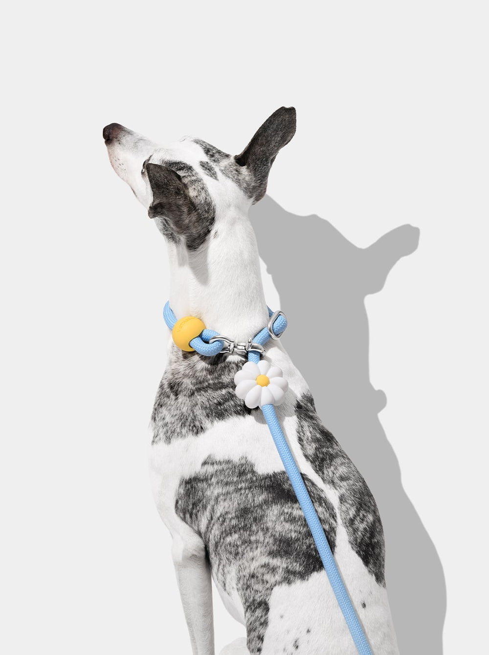 Connect Hands-Free Rope Leash For Pets - Daisy