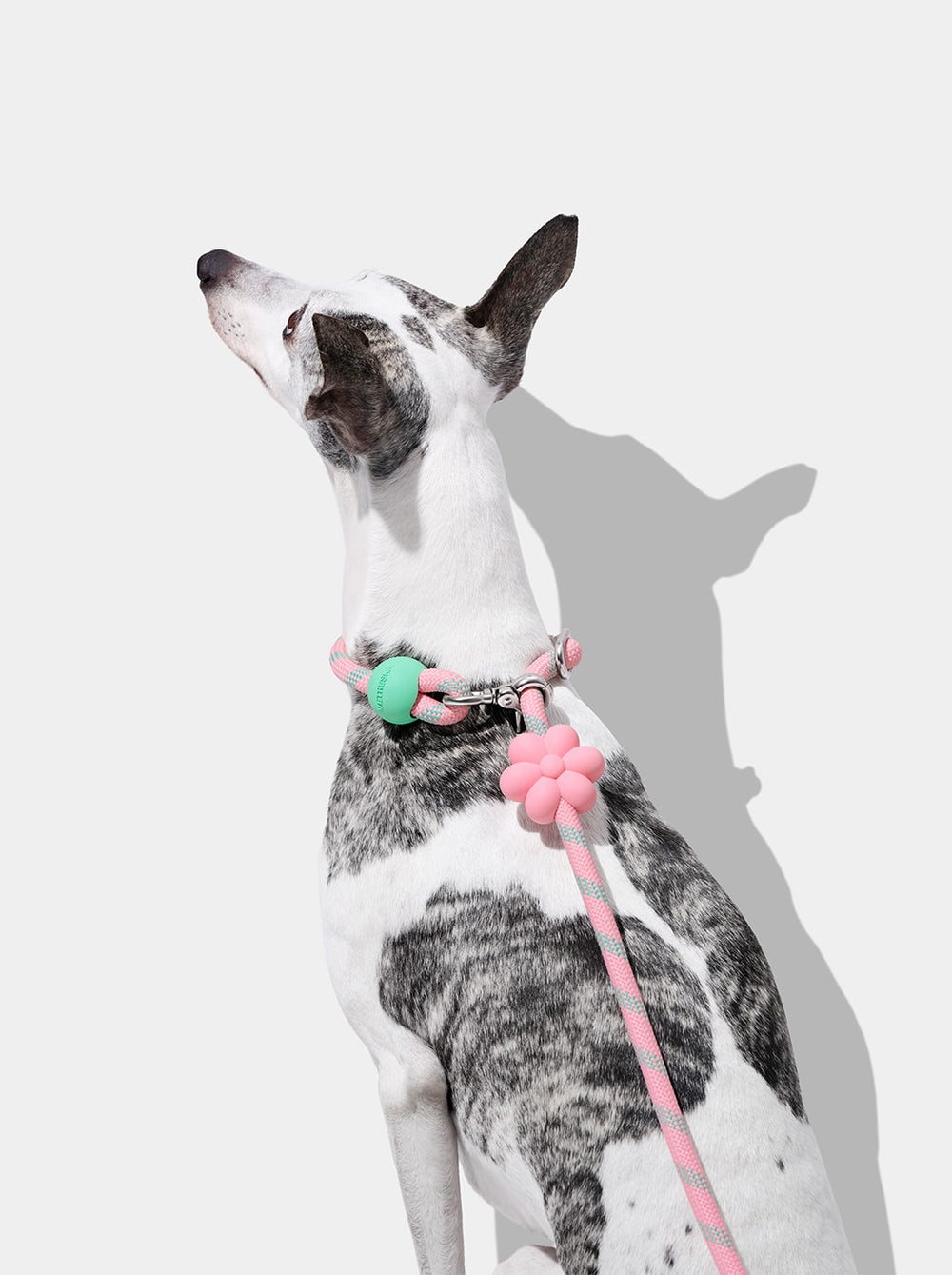 Connect Hands-Free Rope Leash For Pets - Flora