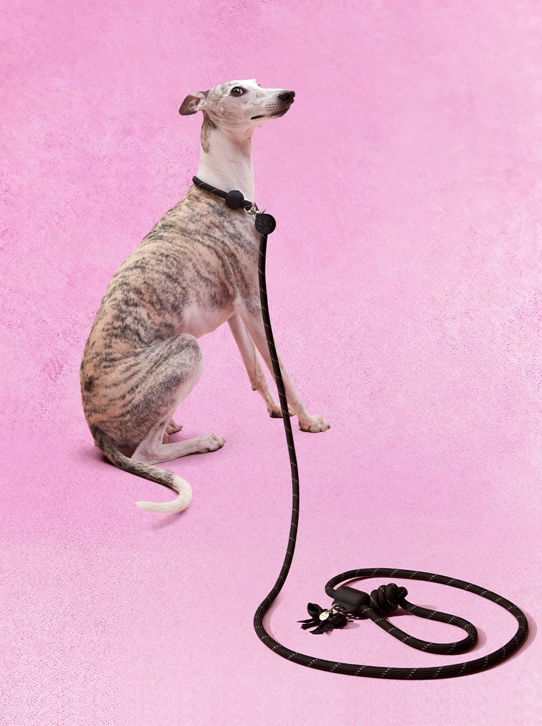 Connect Hands-Free Rope Leash – Bow de Noir