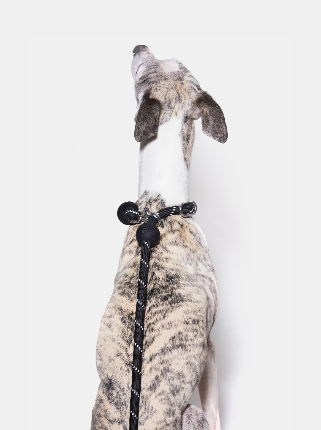 Connect Hands-Free Rope Leash – Bow de Noir