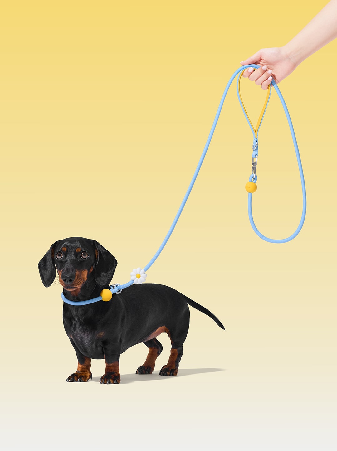 Connect Lite Rope Leash for Pets - Daisy