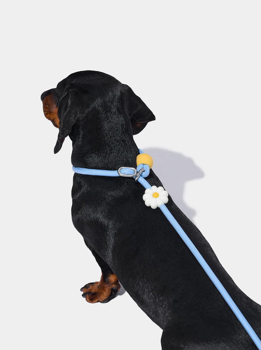 Connect Lite Rope Leash - Daisy