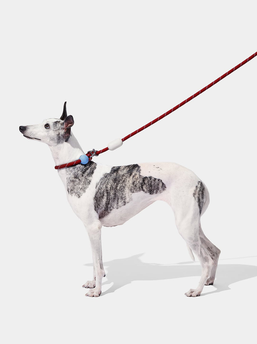 Connect Hands-Free Rope Leash – Mist & Merlot