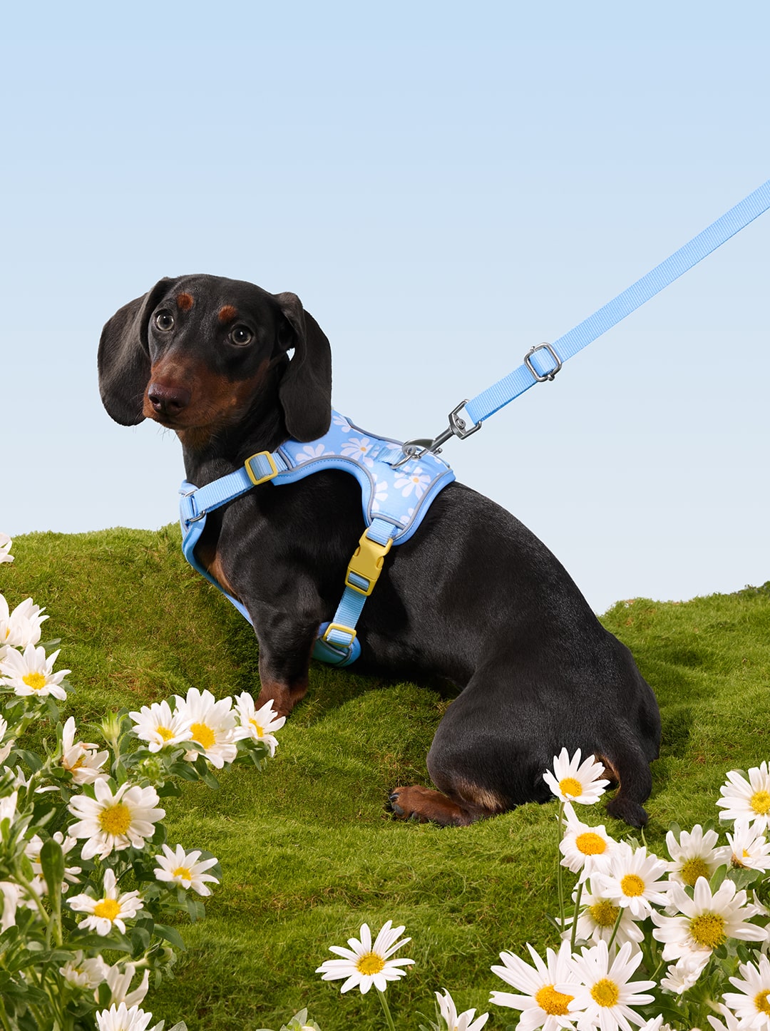 Daisy Pet Harness & Leash Set