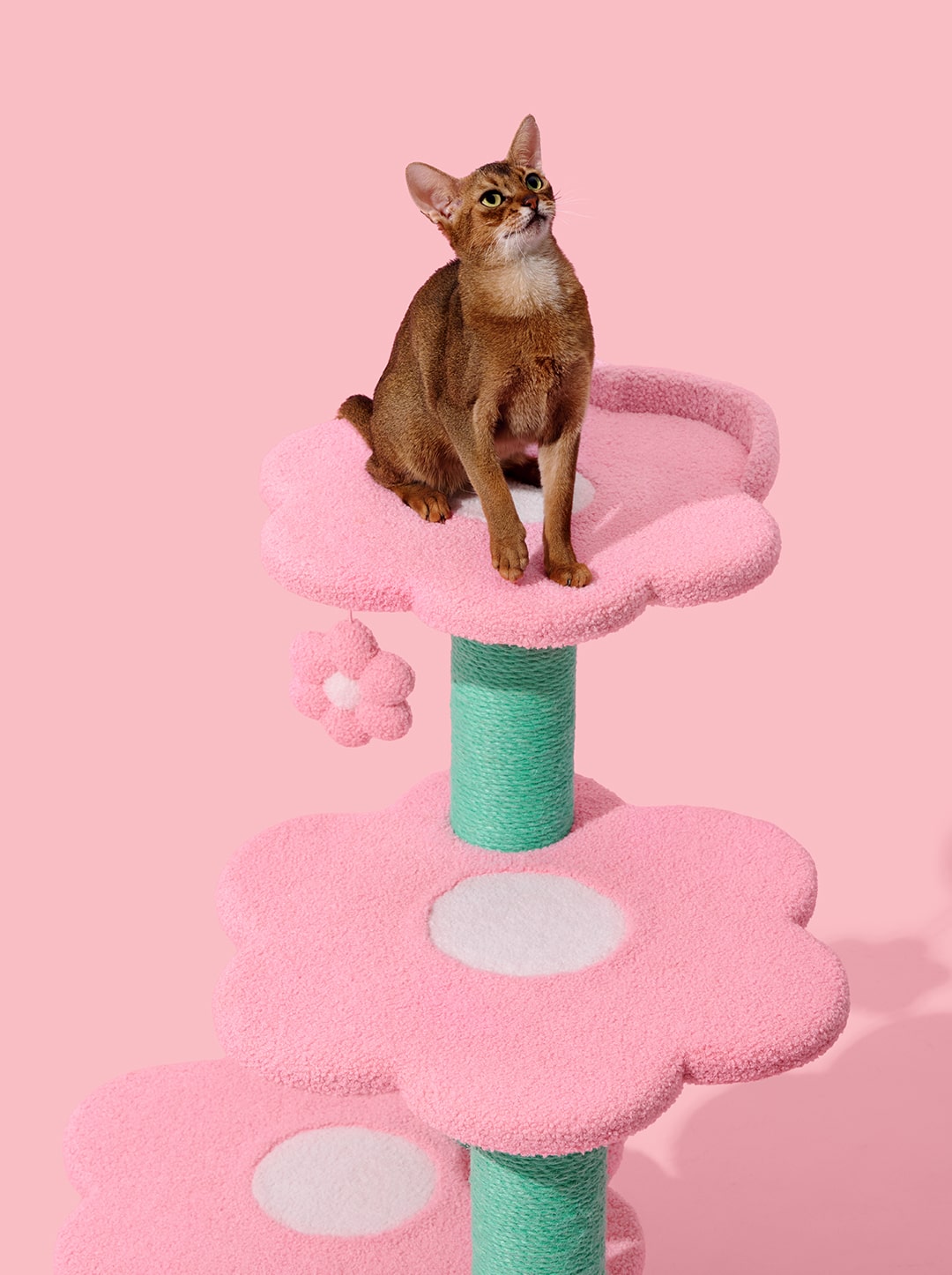 Flora Cat Climber