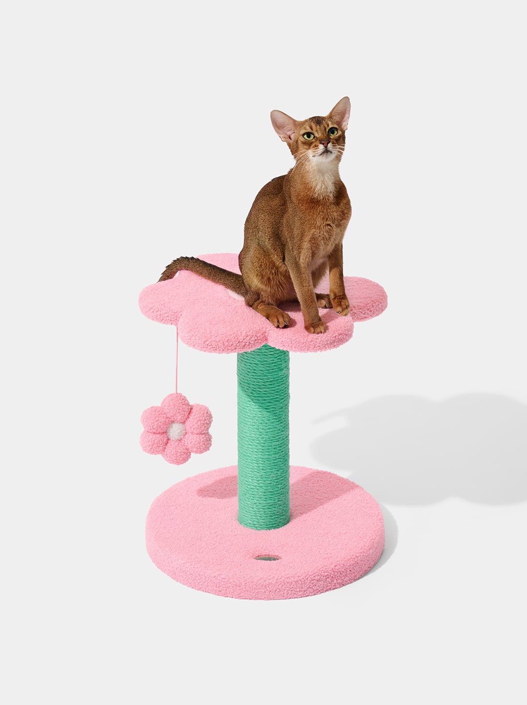 Flora Cat Climber