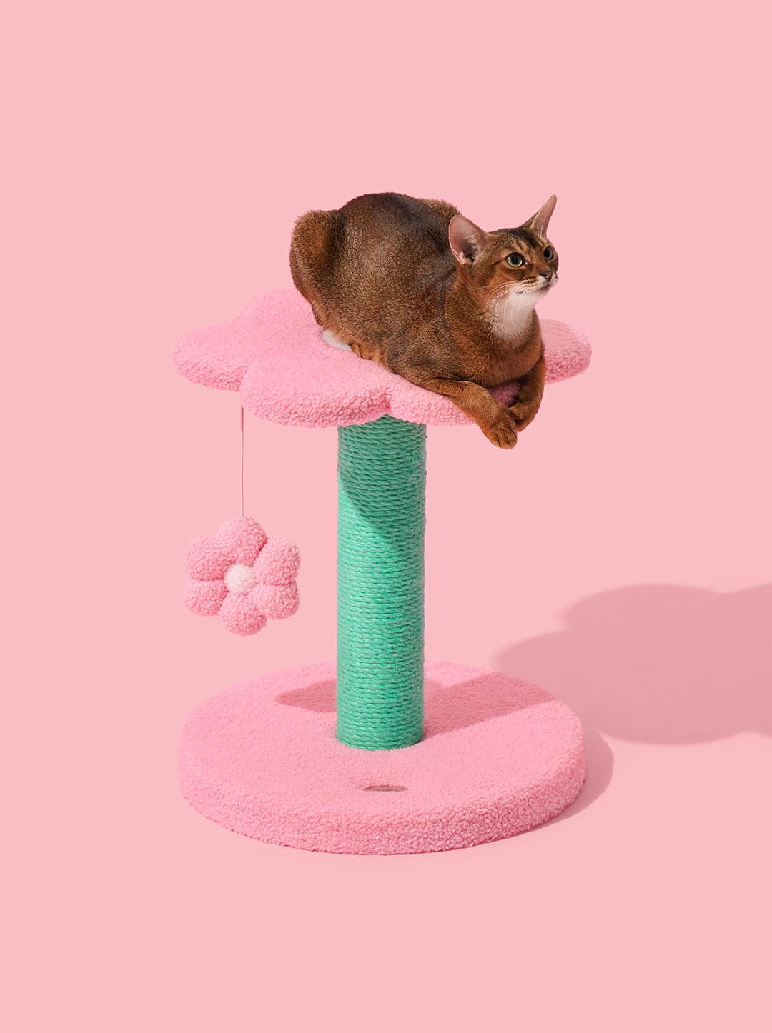 Flora Cat Climber