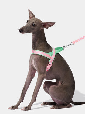 Flora Pet Harness & Leash Set