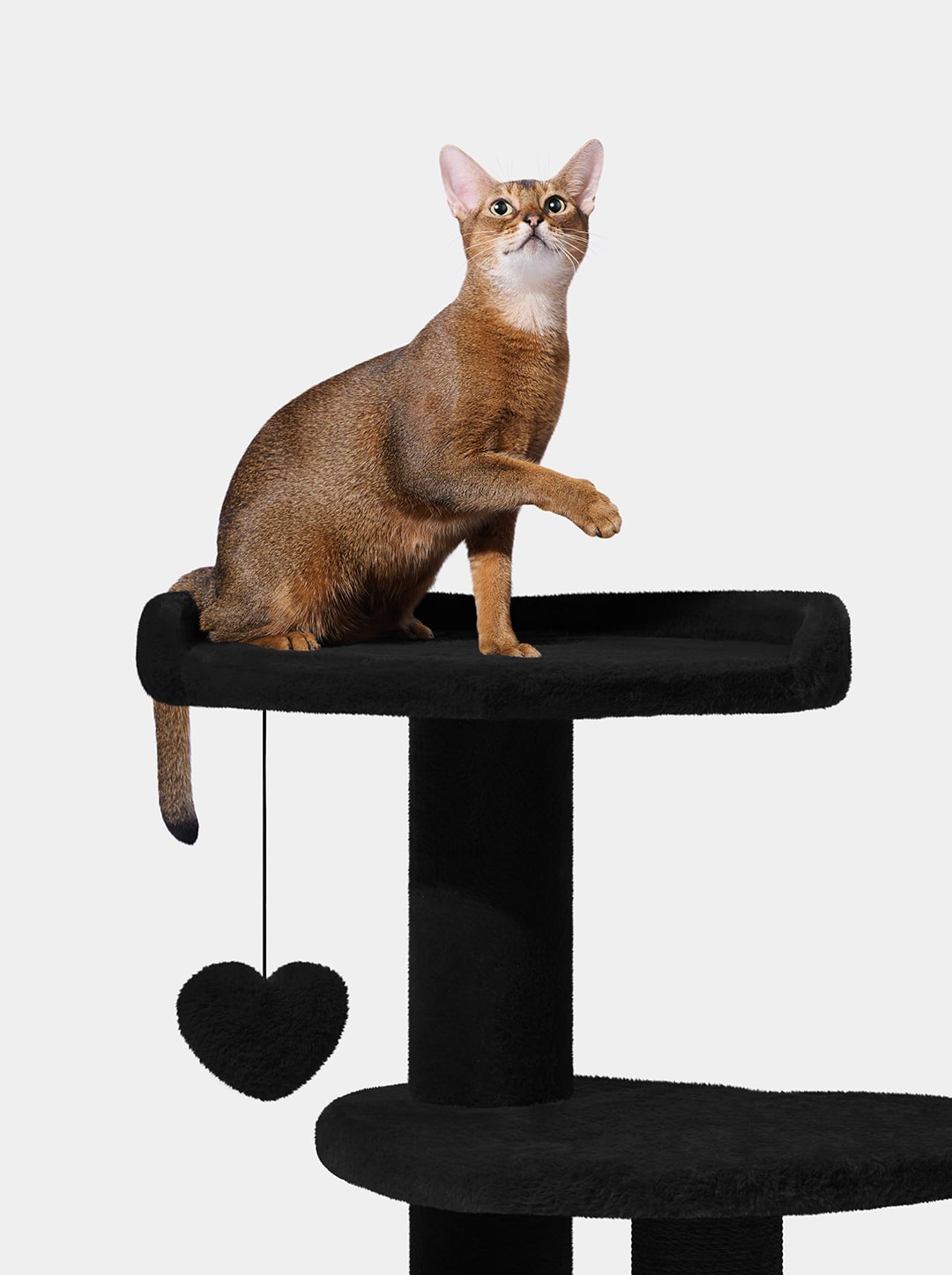 Heartpurrnoir Cat Climber