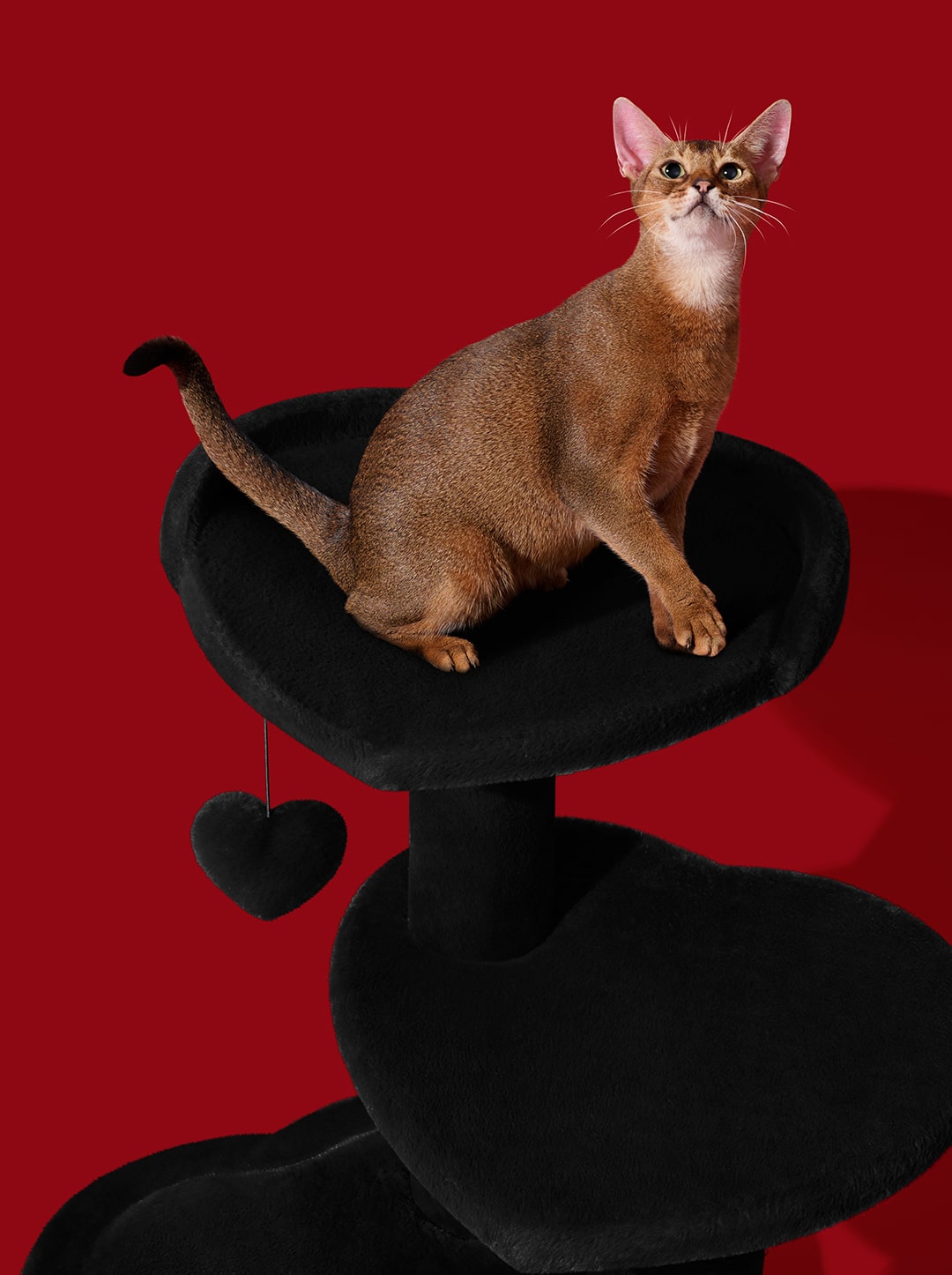 Heartpurrnoir Cat Climber