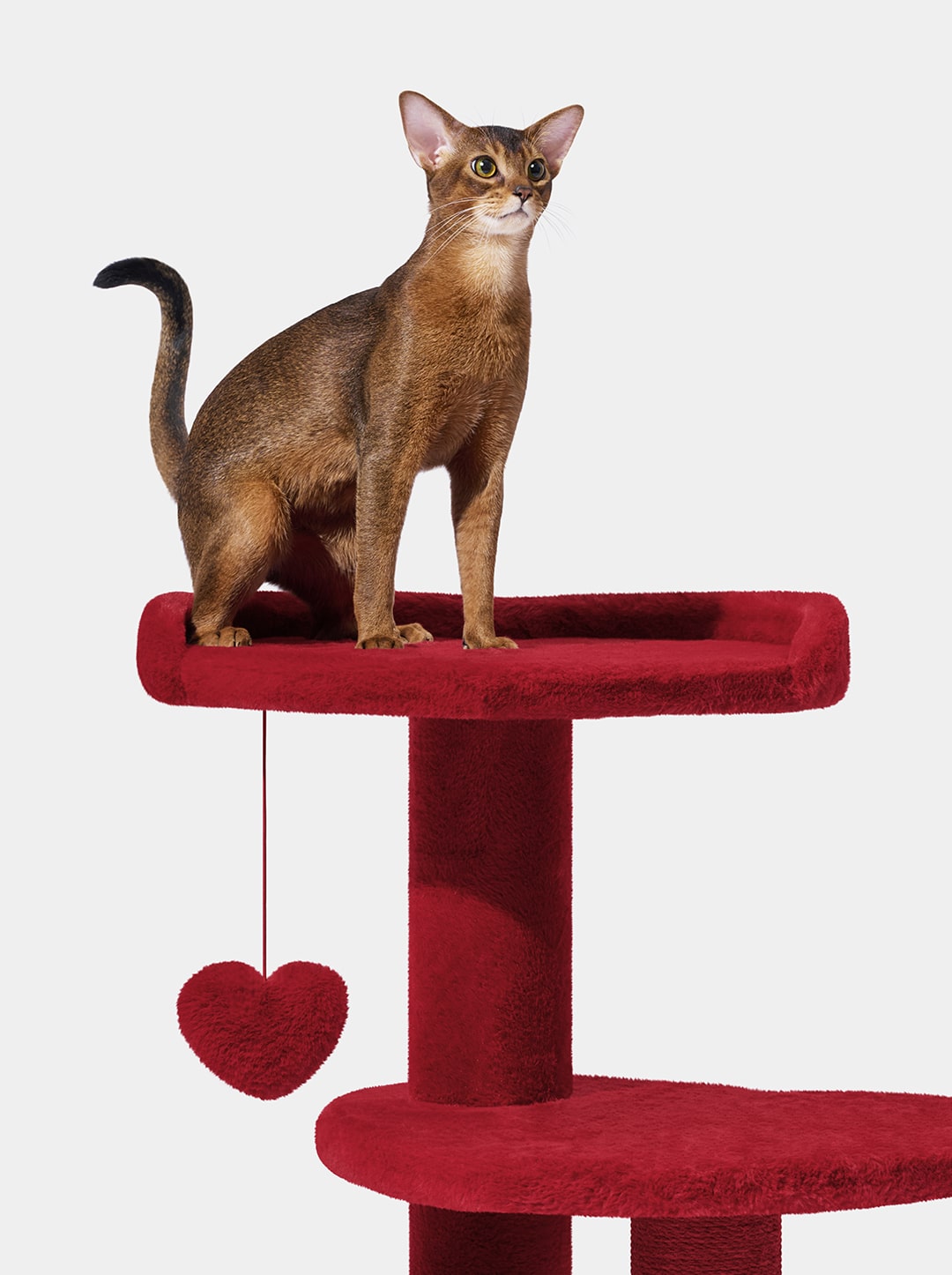 Heartpurrouge Cat Climber