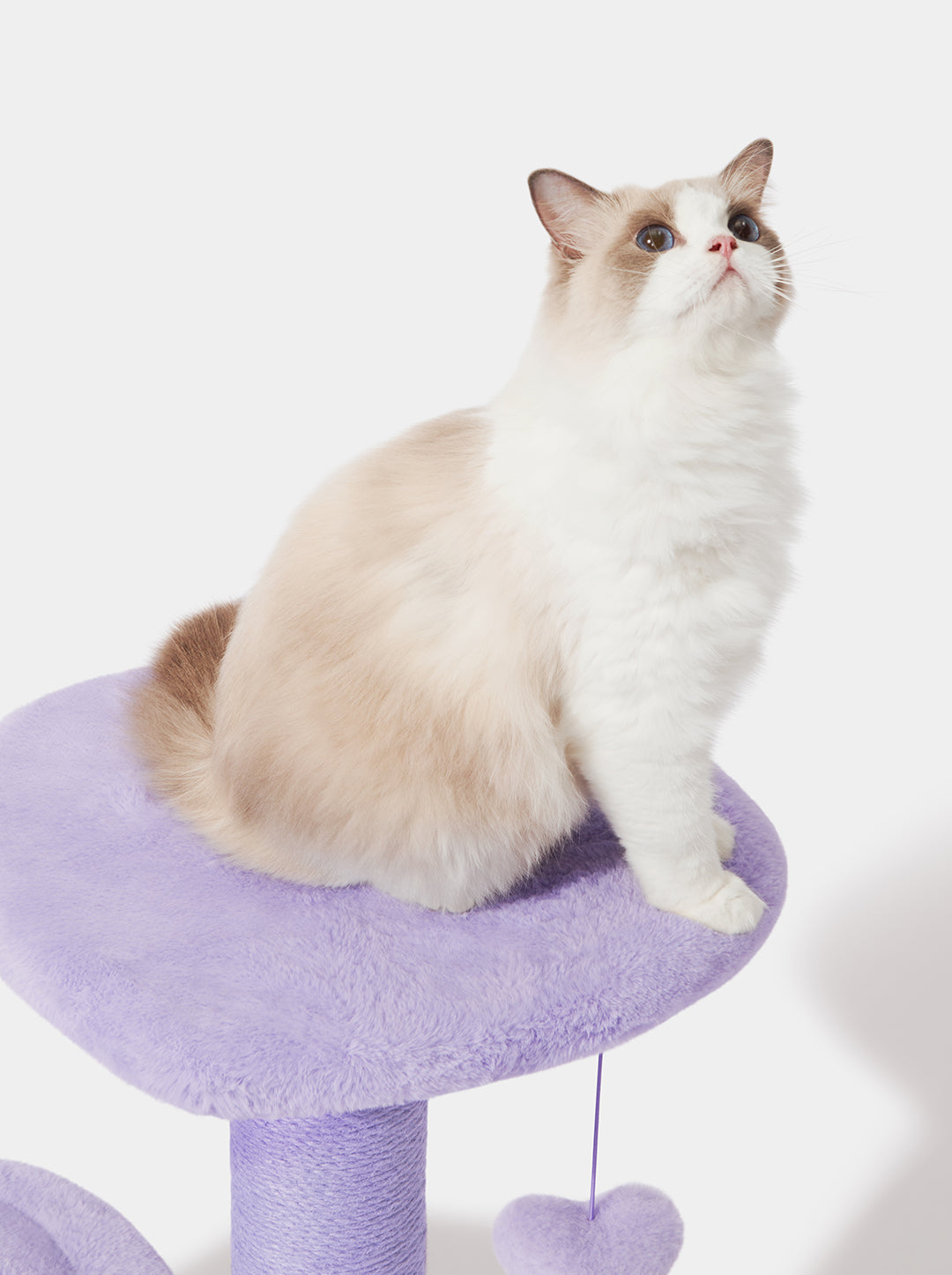 Heartpurrple Cat Climber