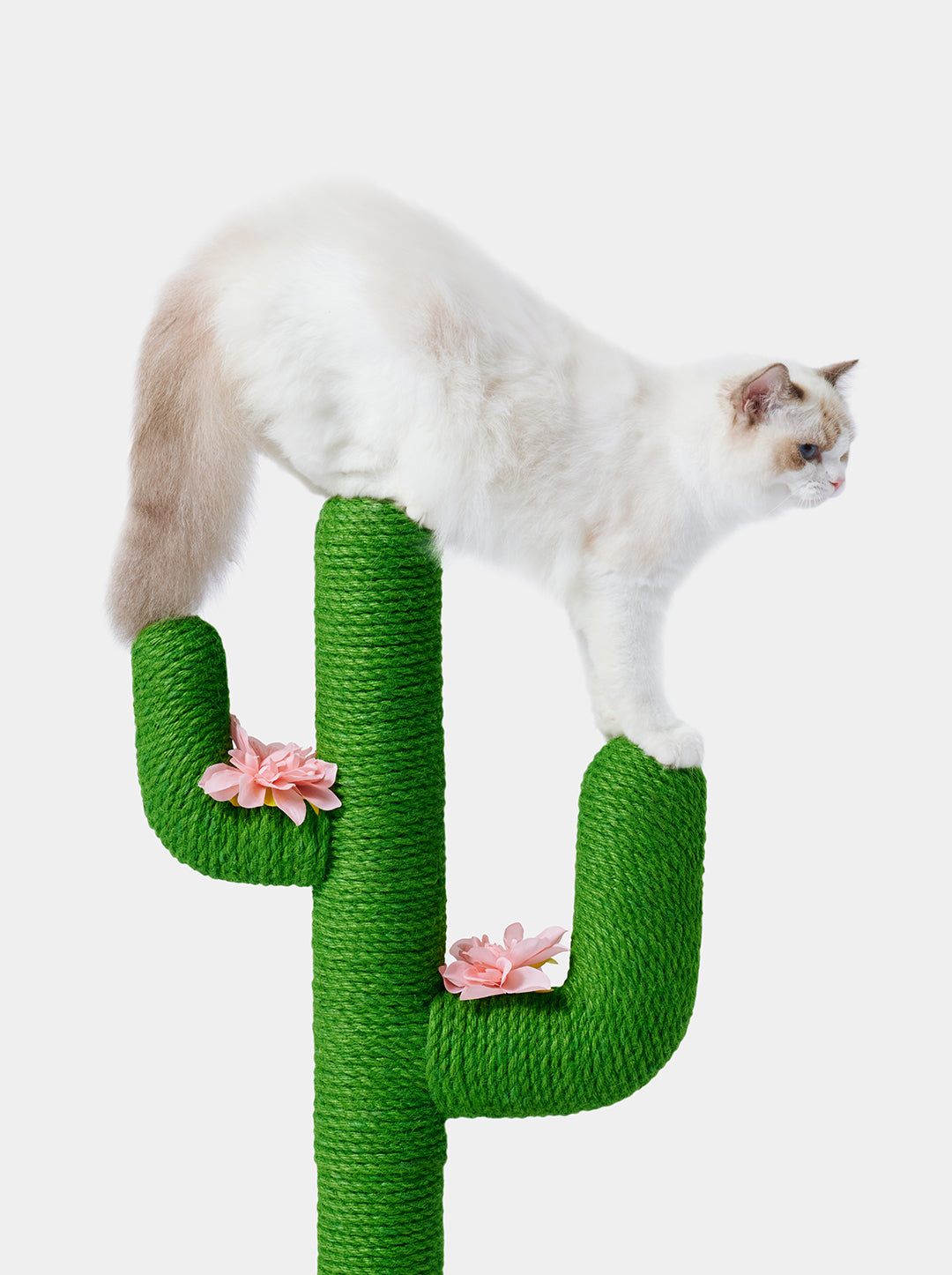 Cactus cat scratcher best sale