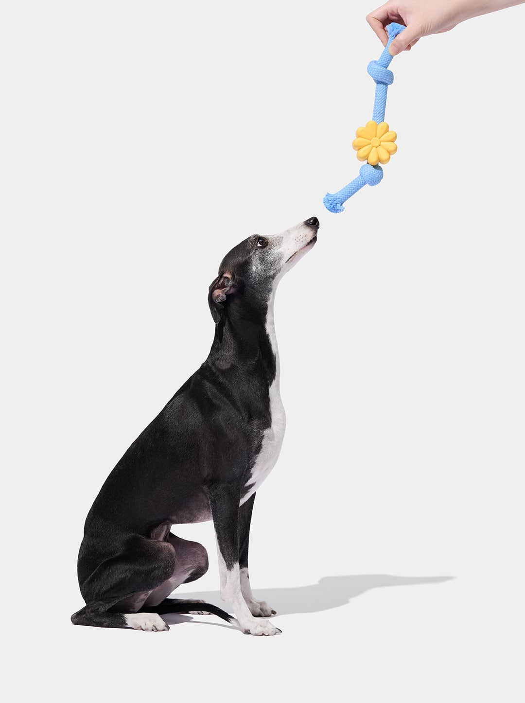Playful Charm Knot Rope Toy