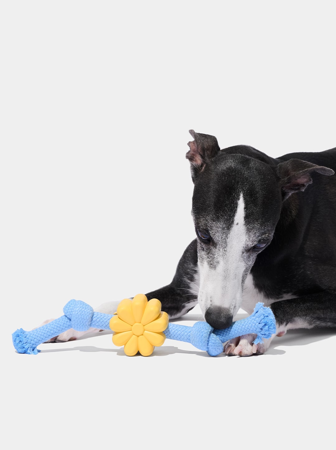 Playful Charm Knot Rope Toy