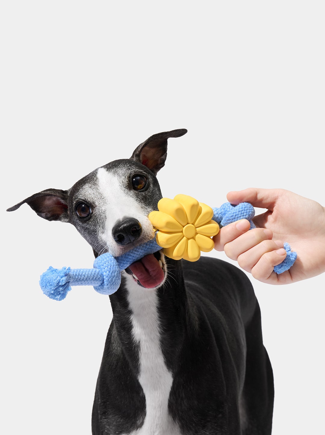 Playful Charm Knot Rope Toy