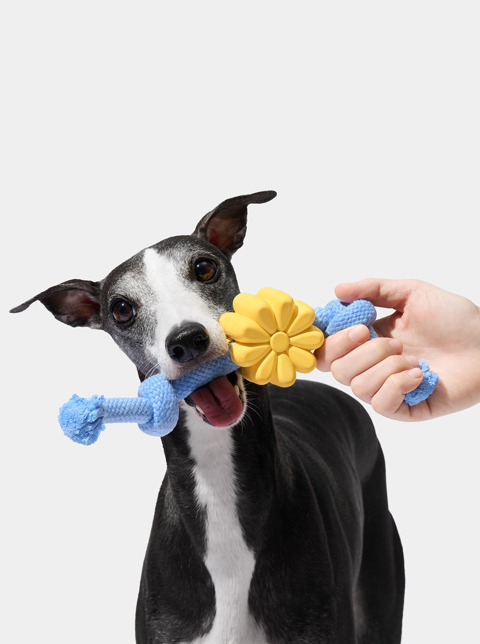 Playful Charm Knot Rope Toy