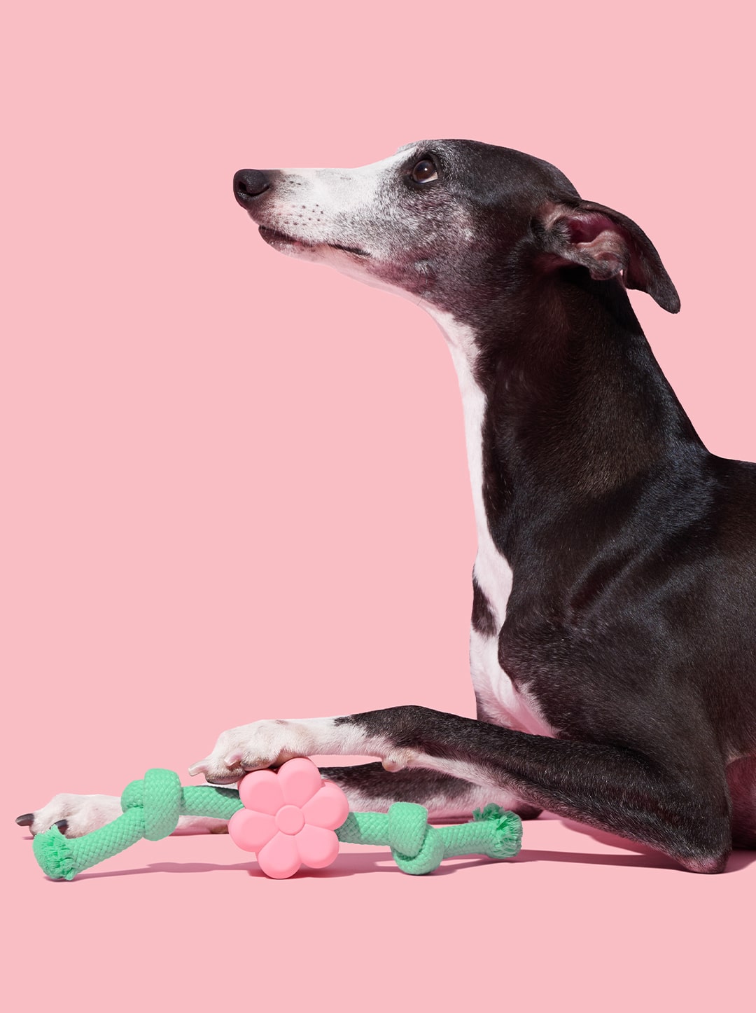 Playful Charm Knot Rope Toy