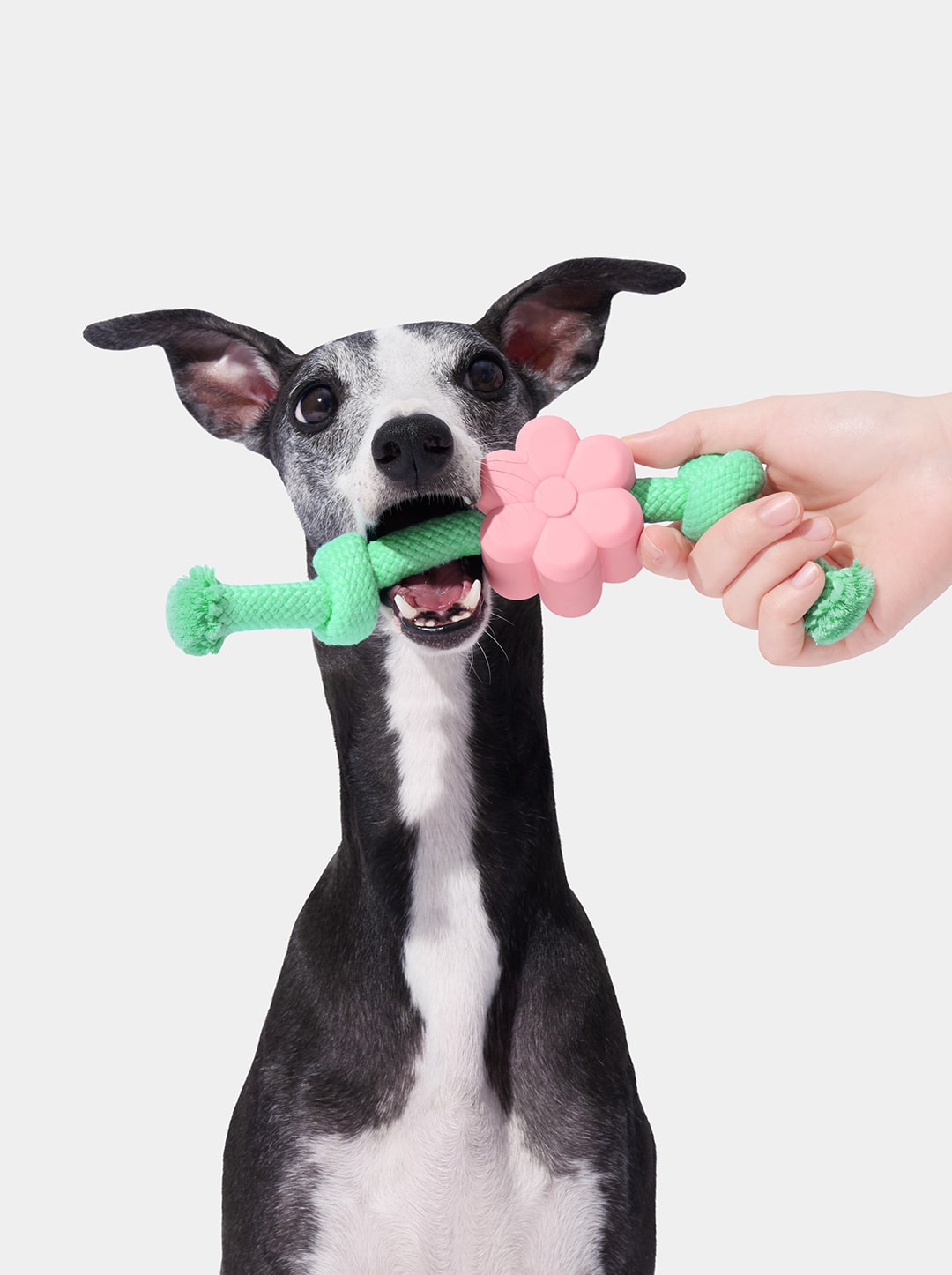 Playful Charm Knot Rope Toy