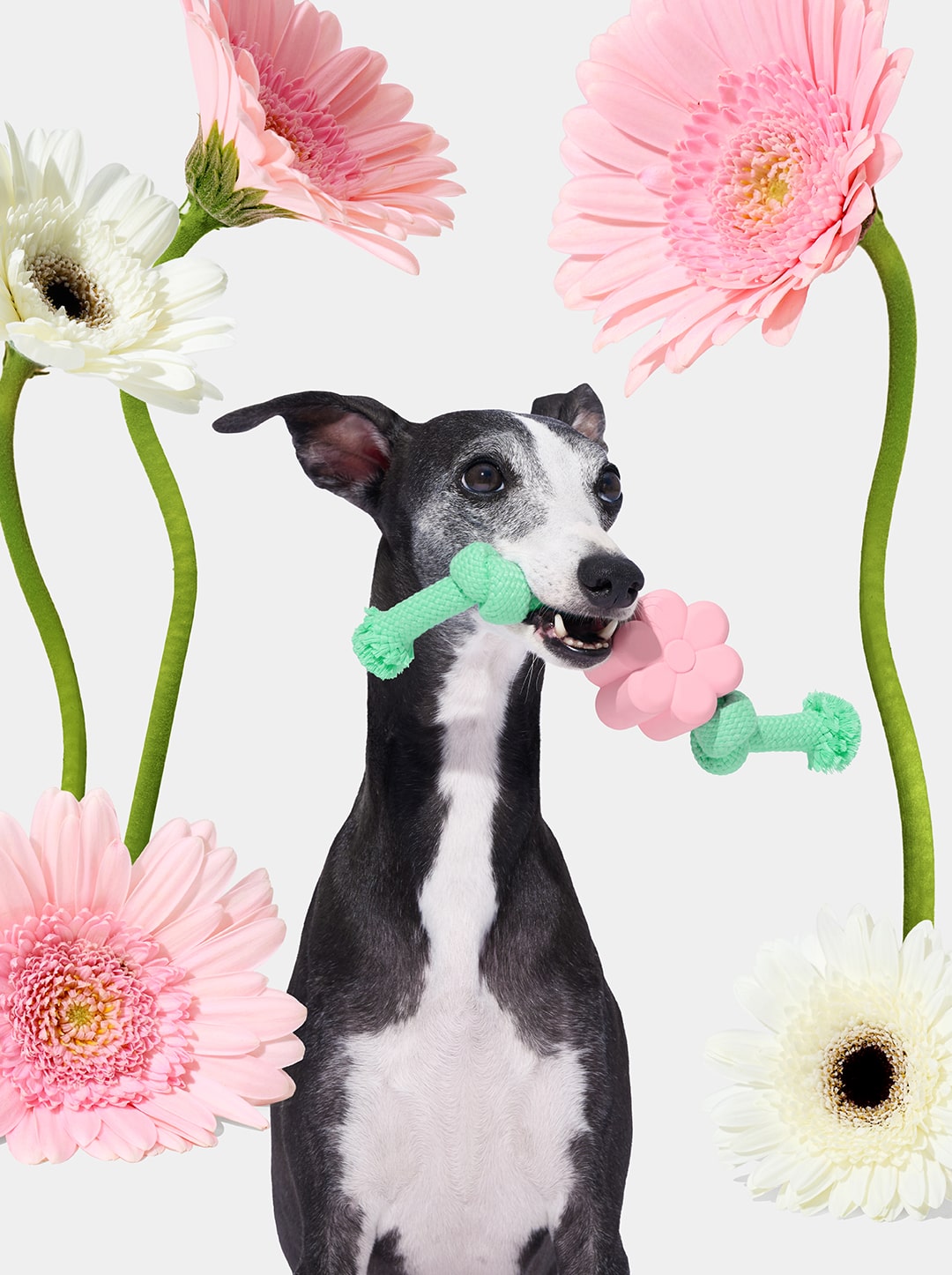 Playful Charm Knot Rope Toy