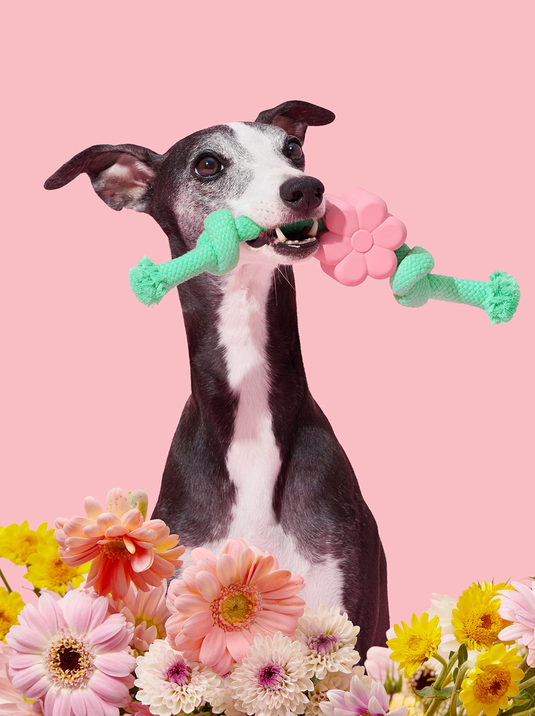 Playful Charm Knot Rope Toy