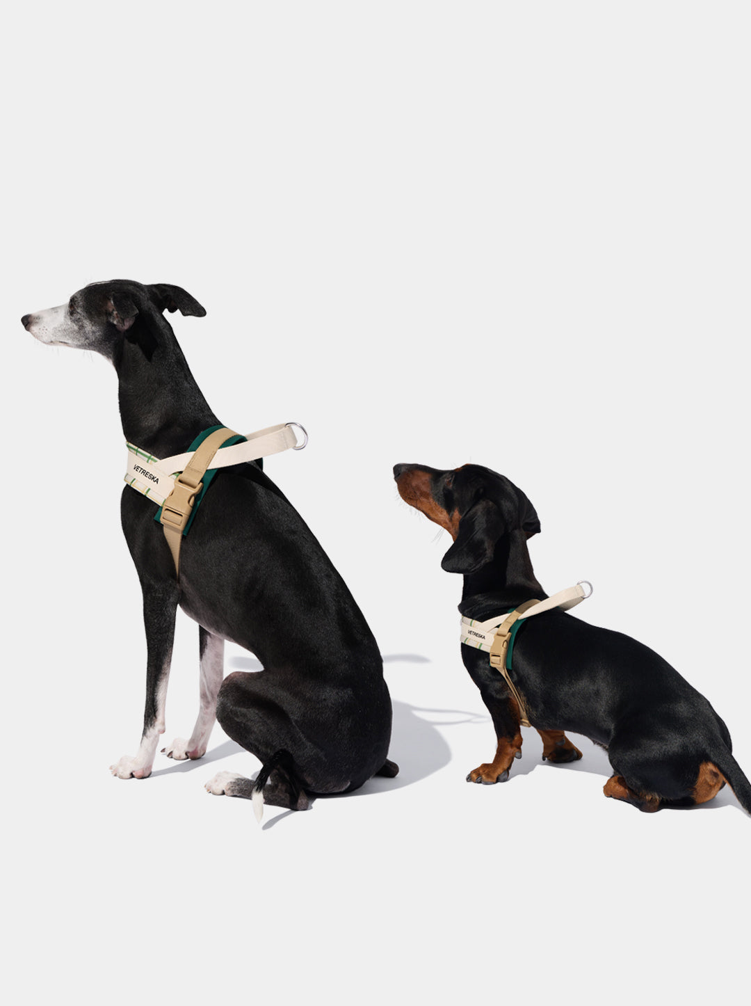 Santal Forest Pet Harness & Leash Set
