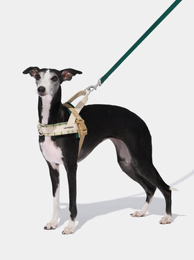 Santal Forest Pet Harness & Leash Set