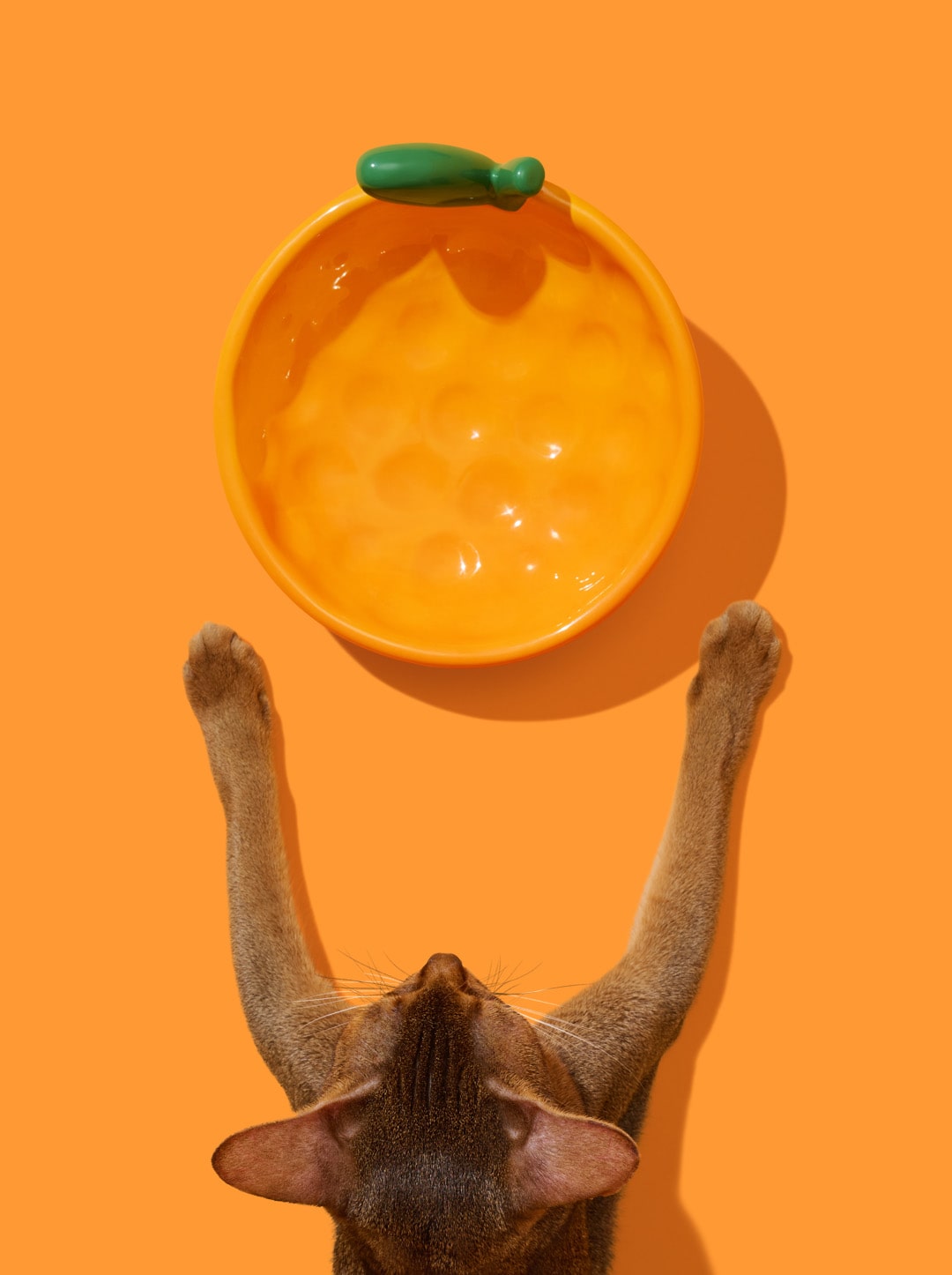 Tangerine Ceramic Pet Bowl