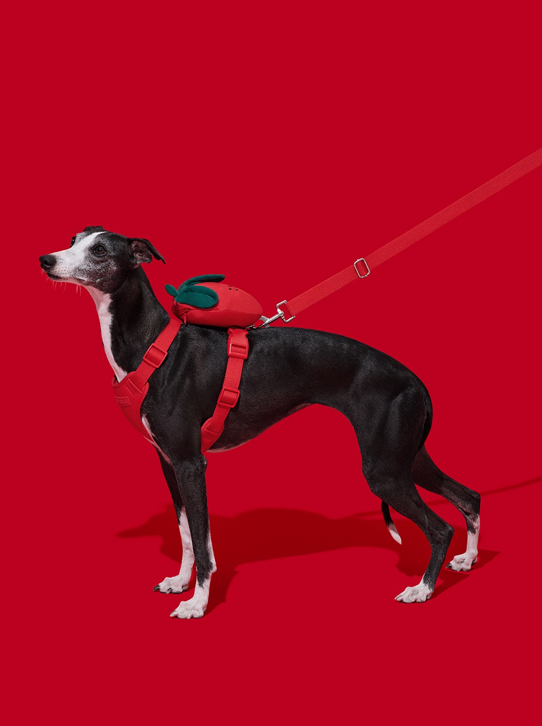 VETRESKA Strawberry Pet Backpack, Harness & Leash Set
