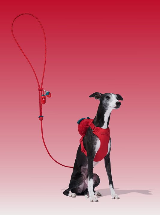 Connect Premium Classic Rope Leash Walk Kit - Strawberry