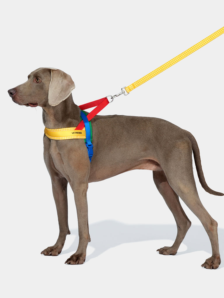 Chroma Pet Harness & Leash Set - Yellow