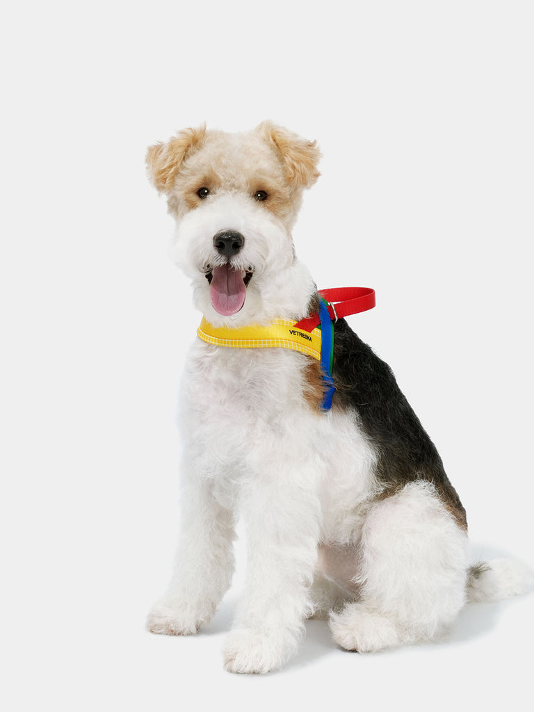 Chroma Pet Harness & Leash Set - Yellow