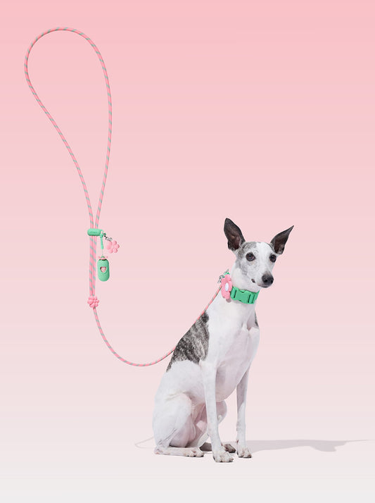 Connect Premium Classic Rope Leash Walk Kit - Flora