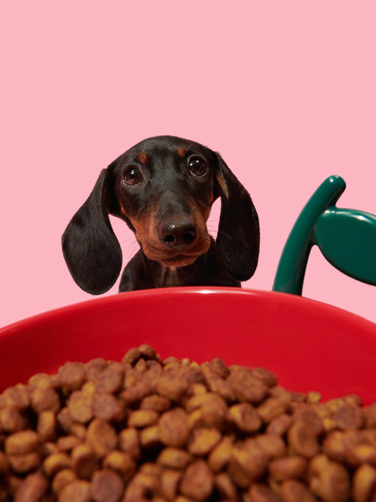Dachshund / Sausage Dog Ceramic Food / Water Bowl 